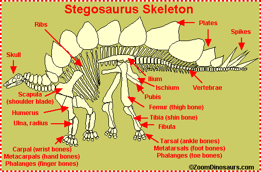 Stegosaurus