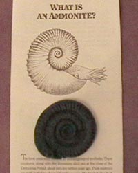 Ammonite