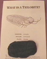 Trilobite