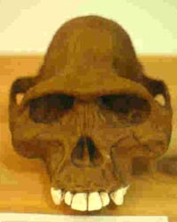 Australopithecus afarensis