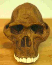 Australopithecus africanus