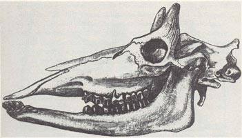 Giraffe Skull