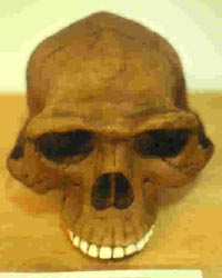 Homo erectus