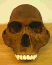 Homo habilis