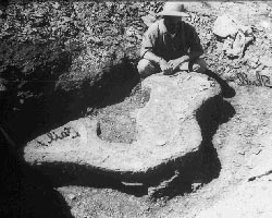 Man with fossil