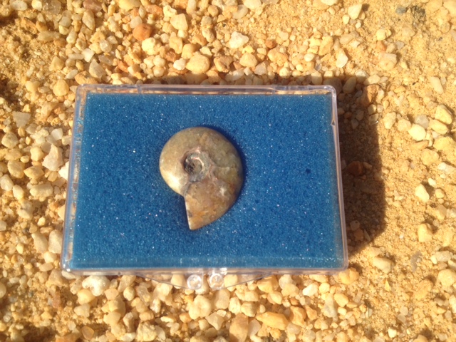 Ammonite Polished Fossil - Click Image to Close