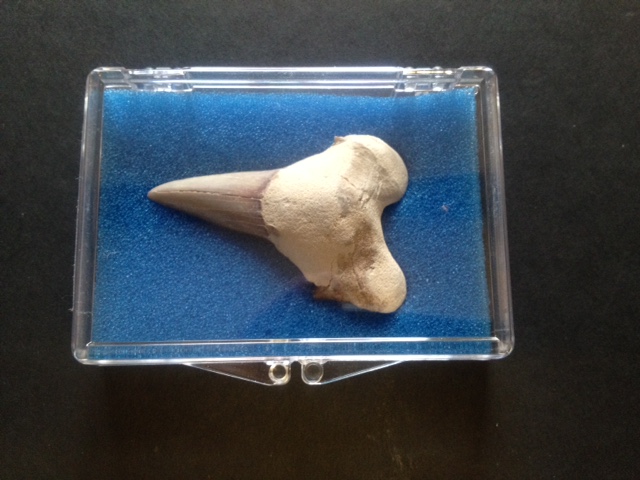 Fossil Shark's Tooth: Large - Click Image to Close