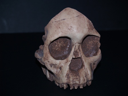 Taung Child Skull Replica - Click Image to Close