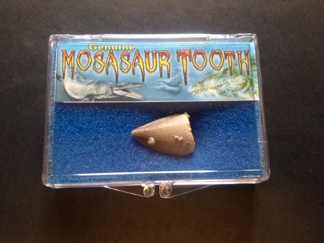 Mosasaur Tooth - Click Image to Close