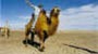 camel2.jpg (61088 bytes)