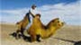 camel3.jpg (56472 bytes)