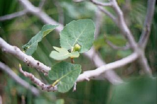 Fig tree