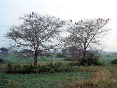 Birds in trees