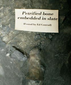 Petrified bone embedded in slate