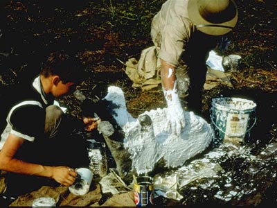 Coating jaw bone with plaster