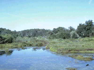 Peat Bog