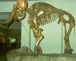 Mastodon skeleton