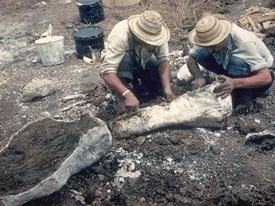 Coating bones with plaster