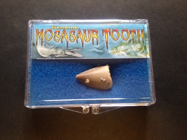 Mosasaur Tooth