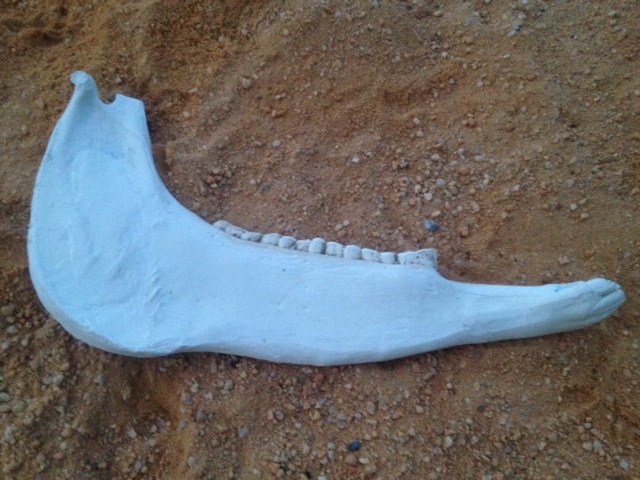 Samson\'s Jawbone of a Donkey Replica