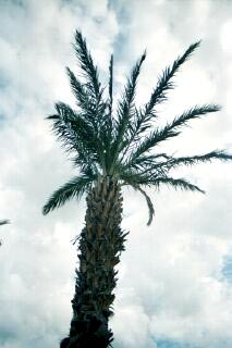Date Palm tree