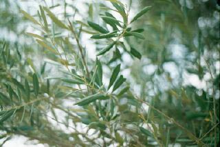 Olive tree close-up
