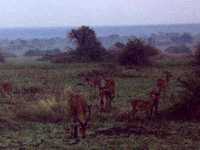Herd of antelope
